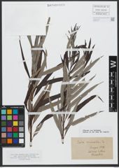 Foto von Salix viminalis L.